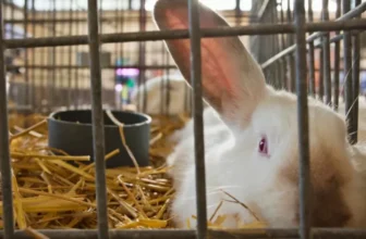 What Are the Best Cage Accessories for a Happy and Healthy Pet?