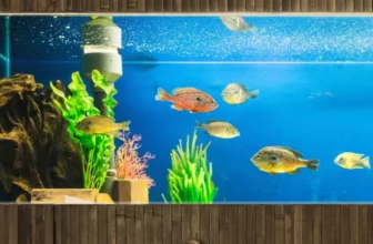 Eco-Friendly Fish Supplies for Sustainable Aquariums