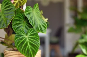 How Can You Revive a Dying Houseplant?
