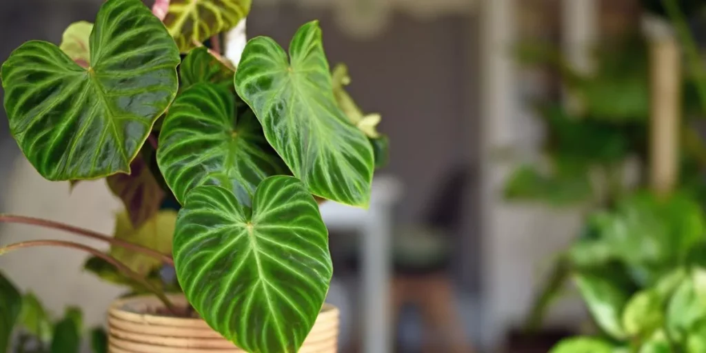 How Can You Revive a Dying Houseplant? How Can You Revive a Dying Houseplant?