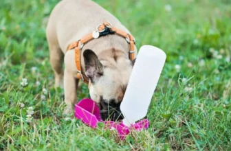 How Do You Keep Your Dog Safe During Outdoor Adventures?