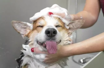 How Can You Keep Your Pet’s Fur Clean and Healthy?