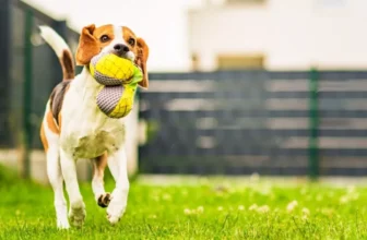 Best Outdoor Pet Toys to Keep Your Dog Engaged and Active