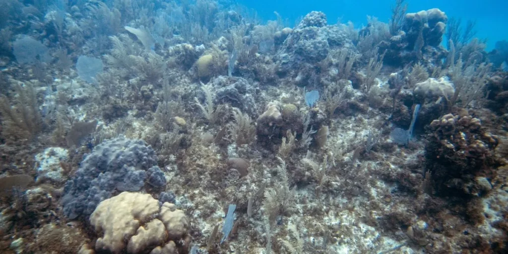 How Do You Create the Perfect Habitat for Shrimp and Snails?