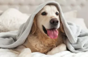 How Do You Protect Your Pet From Harsh Weather Conditions Outdoors?