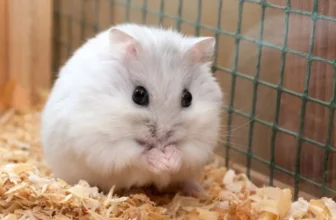 How to Build a Cozy and Safe Home for Your Hamster