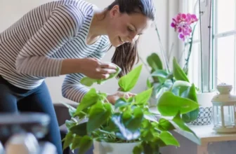 What Are the Common Mistakes in Indoor Gardening?