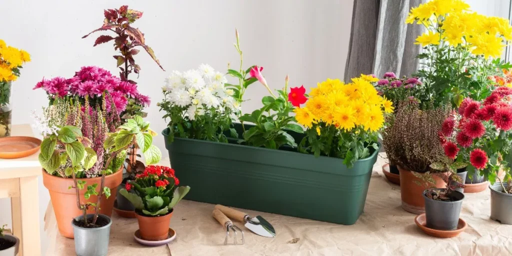 What Are the Best Plants to Enhance Your Outdoor Décor?