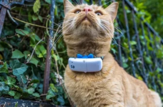 How to Choose the Best Smart Pet Tracker for Your Pet’s Needs