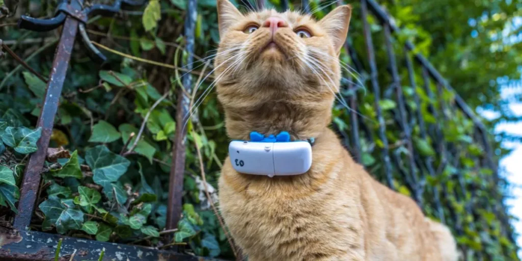 How to Choose the Best Smart Pet Tracker for Your Pet’s Needs