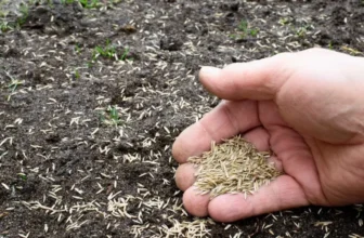 What Is the Best Time of Year to Plant Grass Seed?