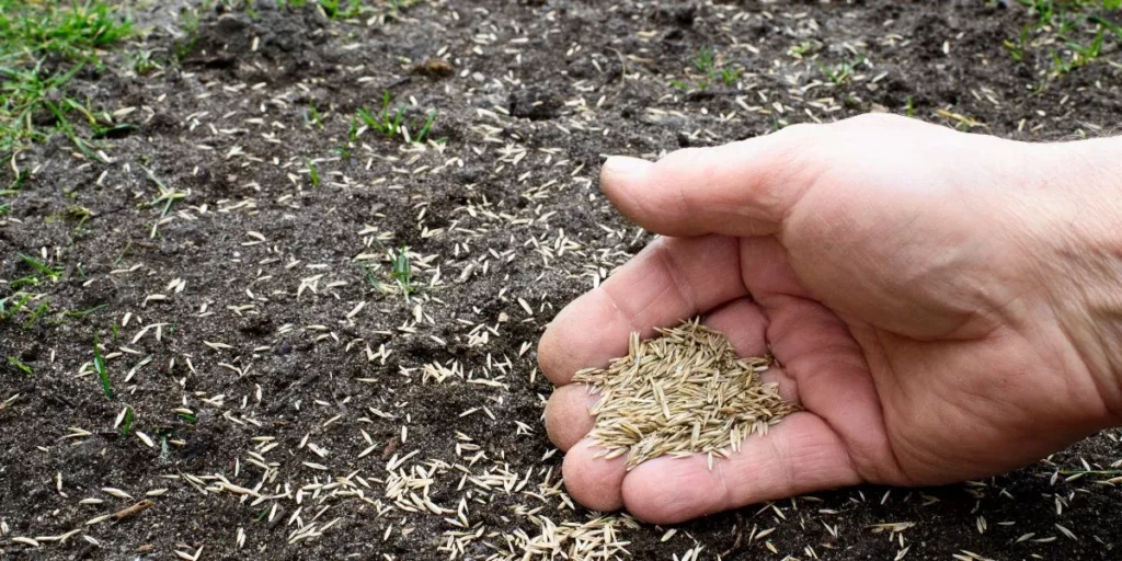 What Is the Best Time of Year to Plant Grass Seed? What Is the Best Time of Year to Plant Grass Seed?