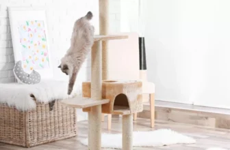 Should You Get a Cat Tree for Your Indoor Cat?