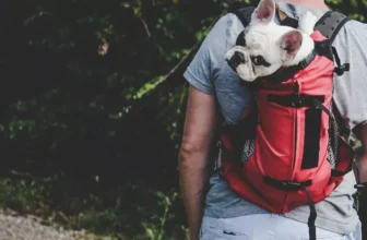 What Are the Best Dog Backpacks for Hiking Trips?