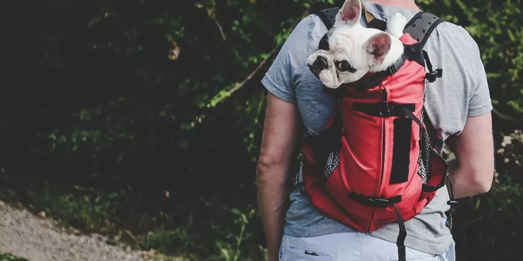 What Are the Best Dog Backpacks for Hiking Trips? What Are the Best Dog Backpacks for Hiking Trips?