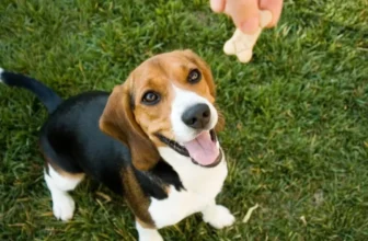 What Types of Dog Treats Are Ideal for Training?