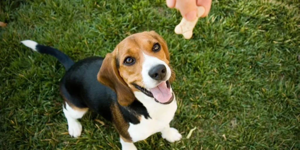 What Types of Dog Treats Are Ideal for Training? What Types of Dog Treats Are Ideal for Training?