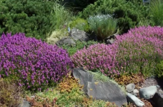 What Are the Most Drought-Tolerant Plants for Summer?