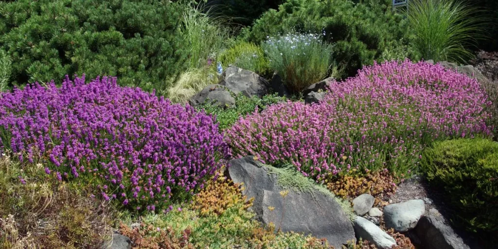 What Are the Most Drought-Tolerant Plants for Summer? What Are the Most Drought-Tolerant Plants for Summer?