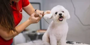 How Often Should You Groom Your Pet for Optimal Health?
