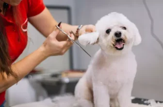 How Often Should You Groom Your Pet for Optimal Health?