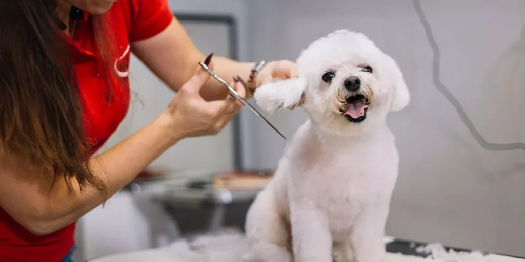 How Often Should You Groom Your Pet for Optimal Health?