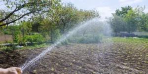 The Importance of Biodiversity in Organic Gardening