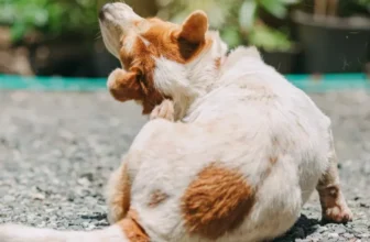 How Can You Improve Your Pet’s Skin and Coat Health Naturally?