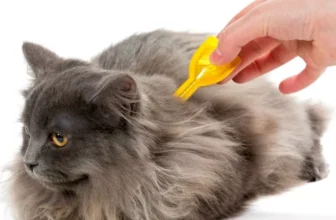 What Are the Best Natural Remedies for Cat Fleas?