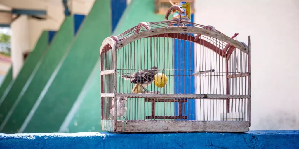 How Do You Choose the Right Bird Cage for Your Feathered Friend? How Do You Choose the Right Bird Cage for Your Feathered Friend?