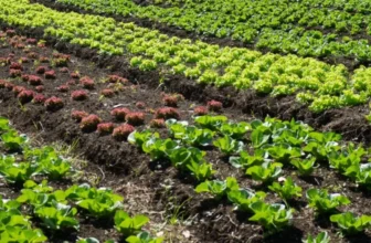 The Best Practices for Seasonal Crop Rotation