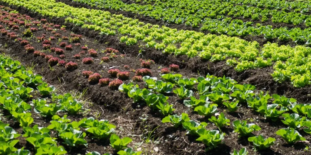 The Best Practices for Seasonal Crop Rotation The Best Practices for Seasonal Crop Rotation