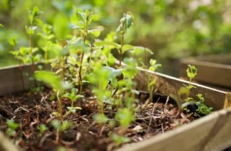 Caring for Plants During Your Busy Lifestyle