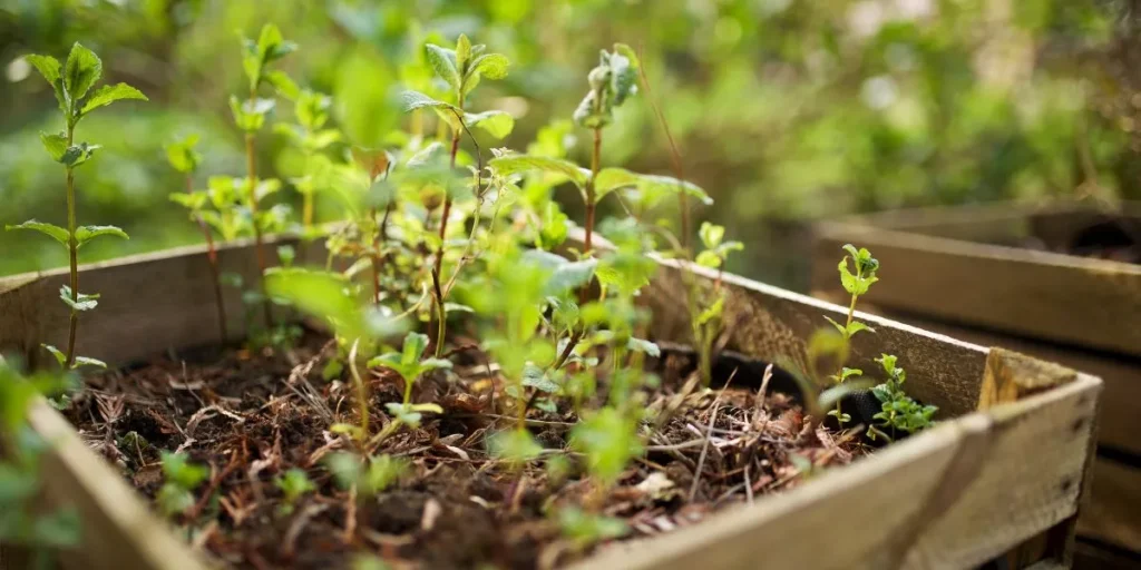 Caring for Plants During Your Busy Lifestyle