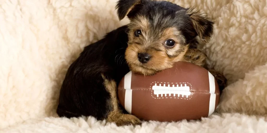 Top 5 Toys That Stimulate Your Small Animal’s Mind and Body Top 5 Toys That Stimulate Your Small Animal’s Mind and Body