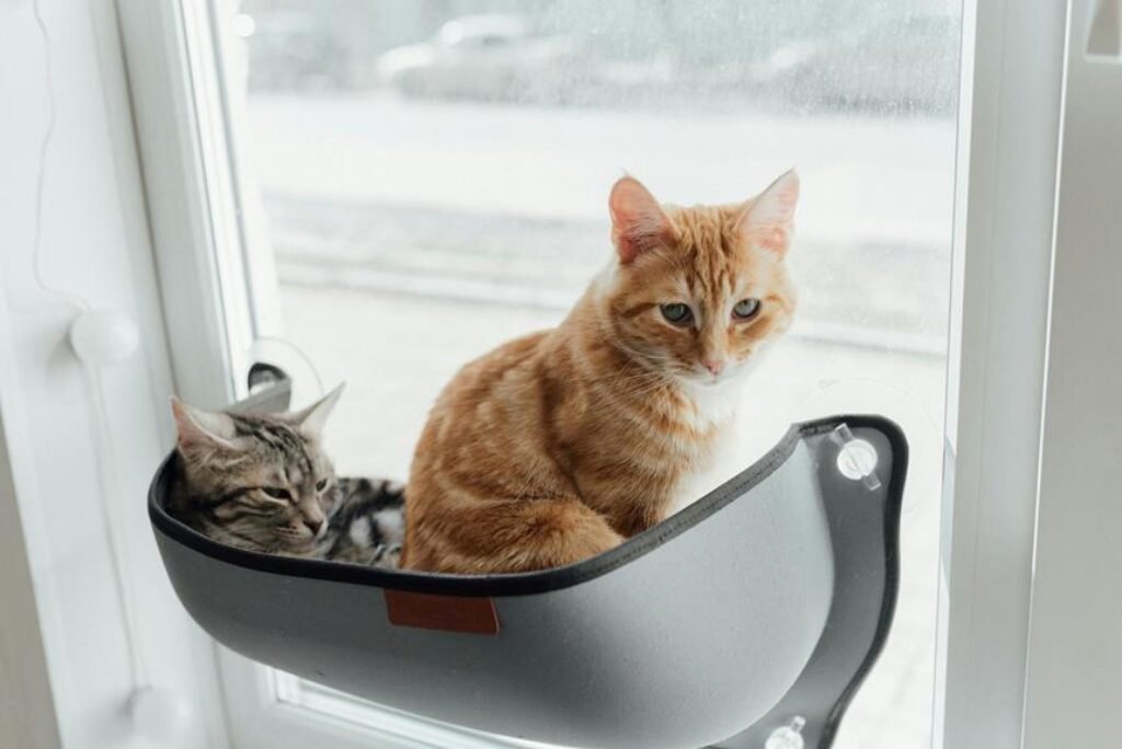 How Do Cat Window Perches Add Enrichment to Your Cat’s Life? How Do Cat Window Perches Add Enrichment to Your Cat’s Life?
