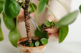 Why Is Pruning Essential for Plant Health?