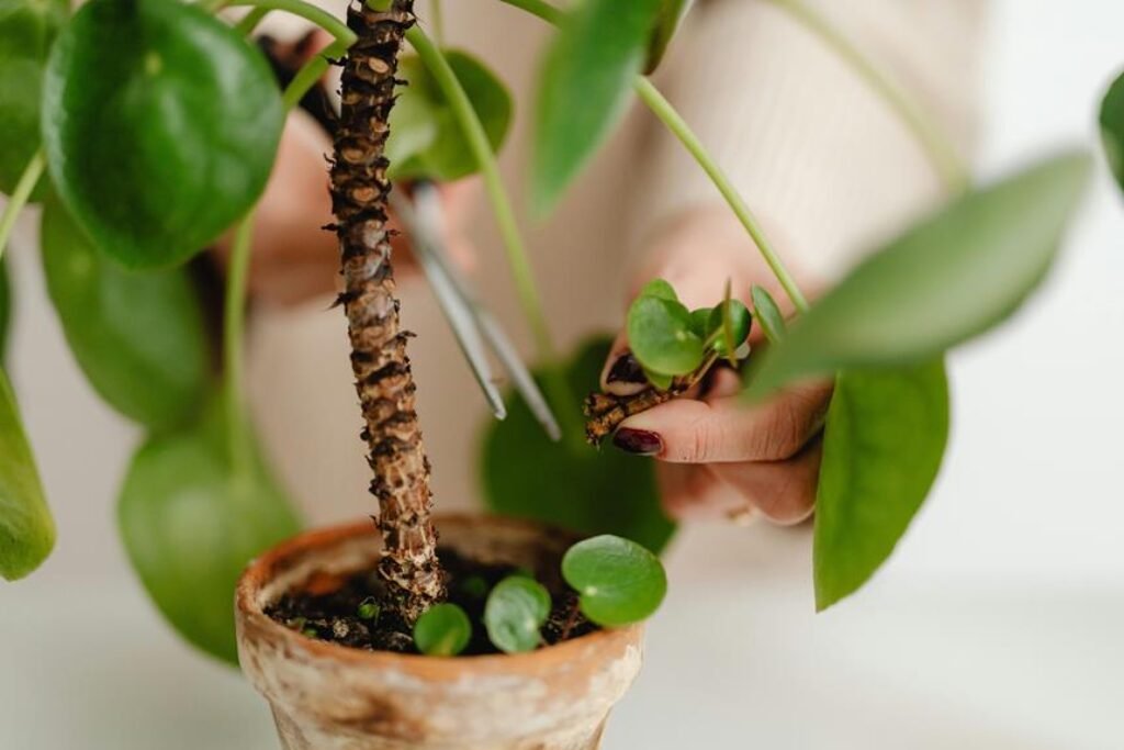 Why Is Pruning Essential for Plant Health?