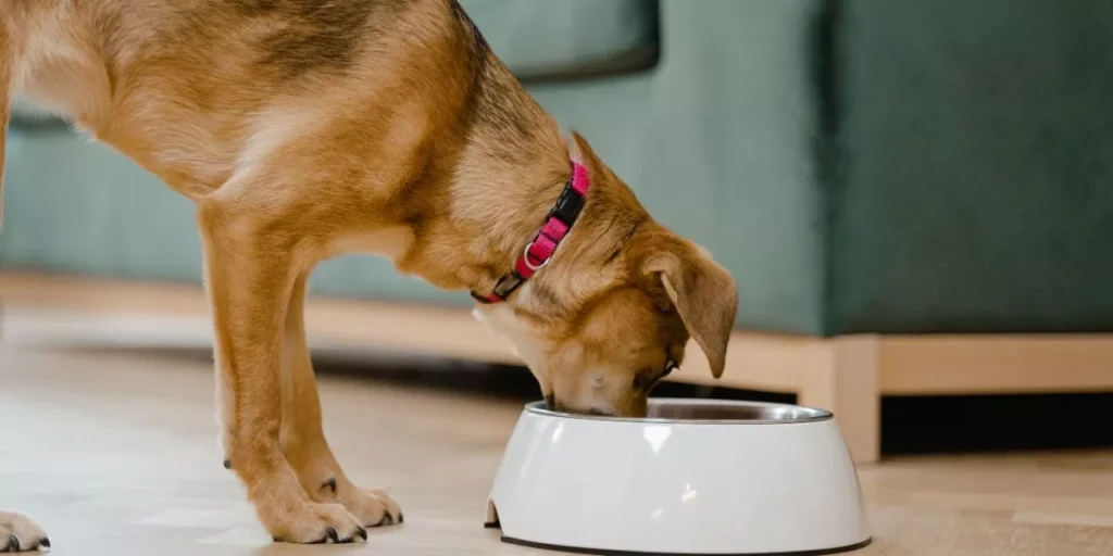 What Are the Benefits of Automatic Pet Feeders for Dogs? What Are the Benefits of Automatic Pet Feeders for Dogs?