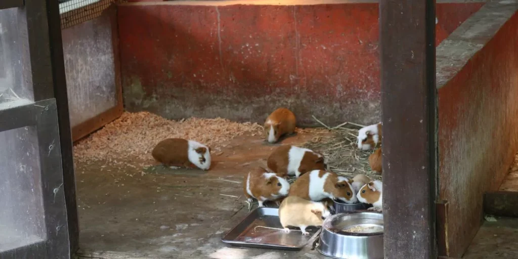 How Can You Create a Safe and Comfortable Habitat for Guinea Pigs? How Can You Create a Safe and Comfortable Habitat for Guinea Pigs?