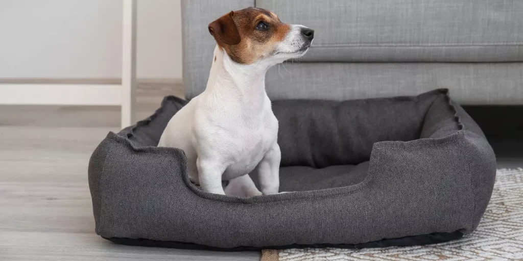 What Are the Best Dog Beds for Small Breeds? What Are the Best Dog Beds for Small Breeds?