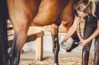 Which Hoof Care Products Are Essential for Healthy Hooves?