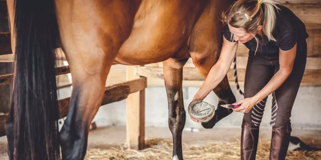 Which Hoof Care Products Are Essential for Healthy Hooves? Which Hoof Care Products Are Essential for Healthy Hooves?