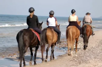 How Can You Keep Your Horse Hydrated During Travel?
