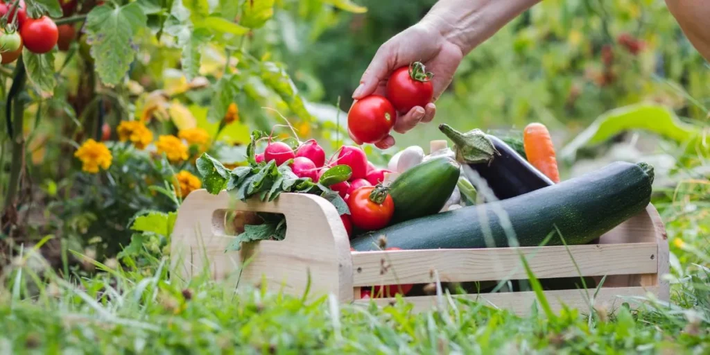 What Are the Most Cost-Effective Ways to Start an Organic Garden? What Are the Most Cost-Effective Ways to Start an Organic Garden?