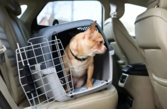 How Do You Safely Handle and Transport Your Small Animal?