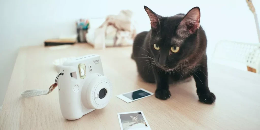 What Features Should You Look for in a Smart Pet Camera? What Features Should You Look for in a Smart Pet Camera?