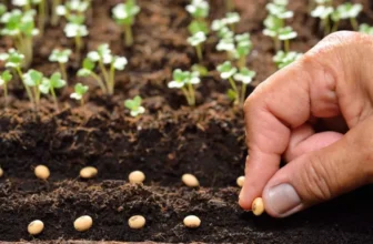 What Are the Top Organic Seeds to Plant This Season?