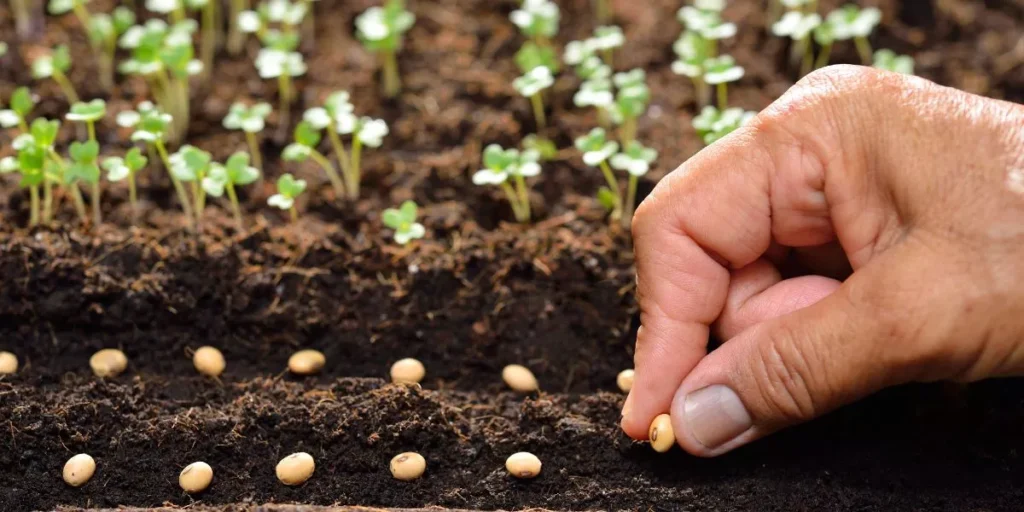 What Are the Top Organic Seeds to Plant This Season? What Are the Top Organic Seeds to Plant This Season?