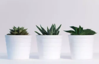 What Are the Best Indoor Plants for Low Light Conditions?